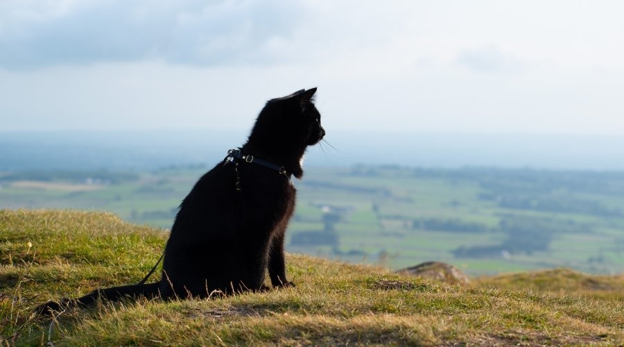 Black cat photography