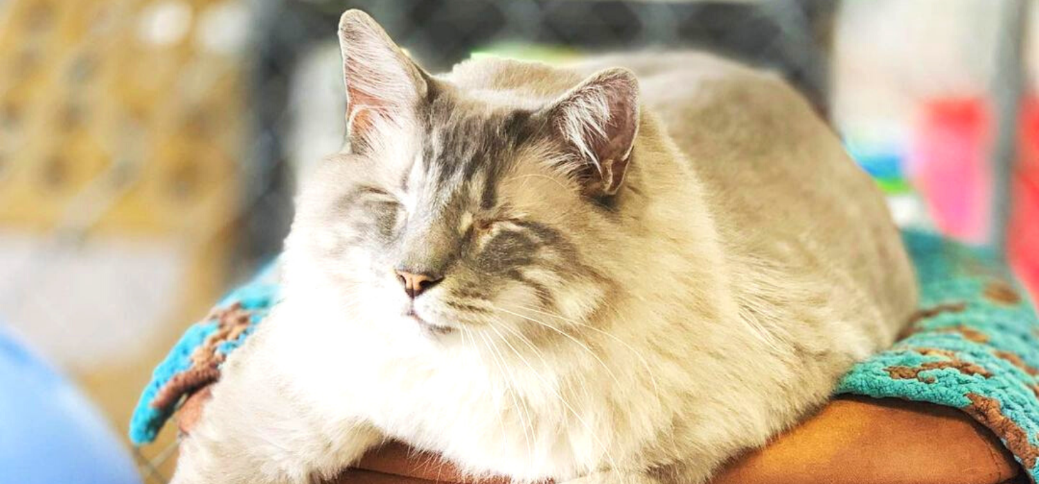 Blind Cat Rescue: #CatChat with Katherine Hilton