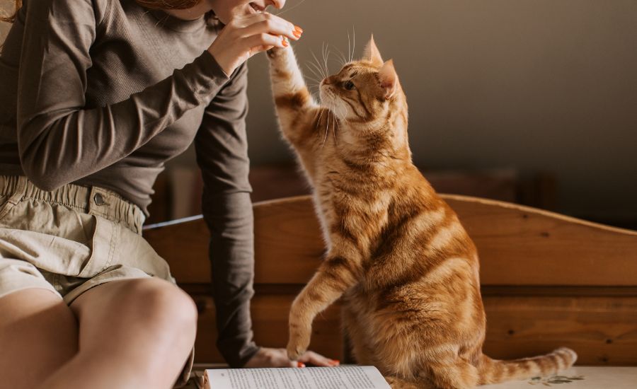 Training Cats with Routines