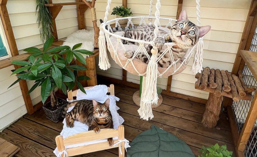 How to build a catio for your cats
