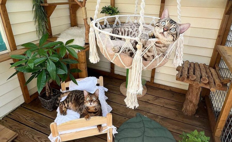 How to Build a Catio for Your Cats: Ideas and Tips – Supakit