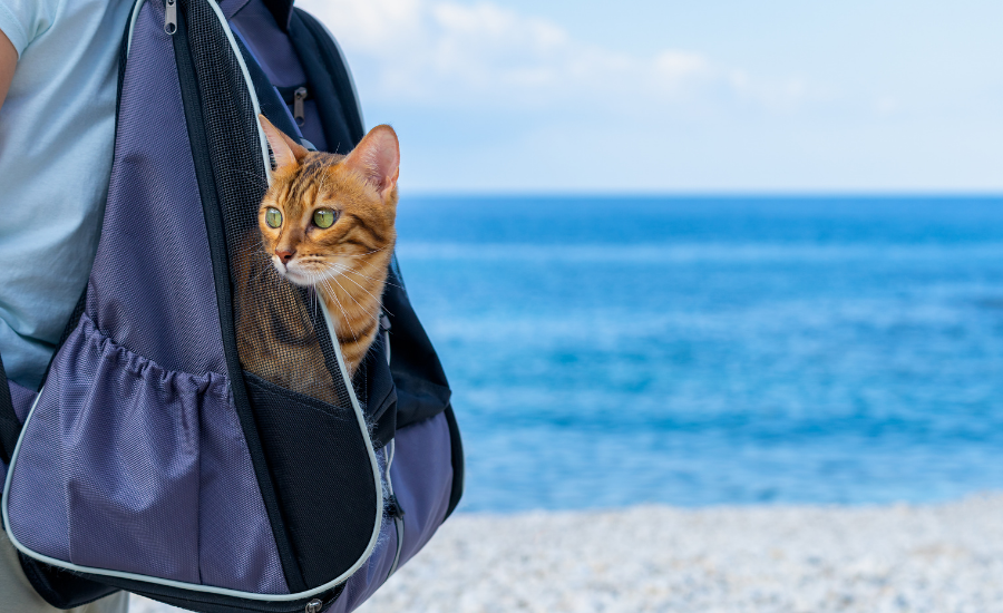 Cat backpack training