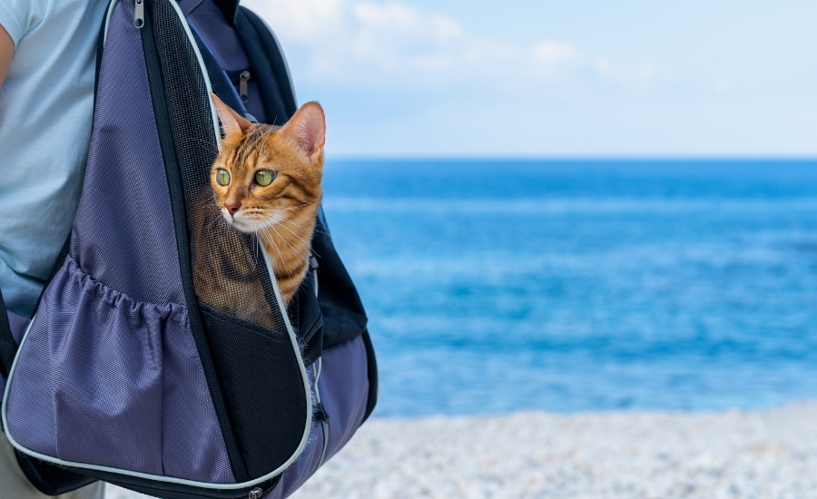 cat backpack