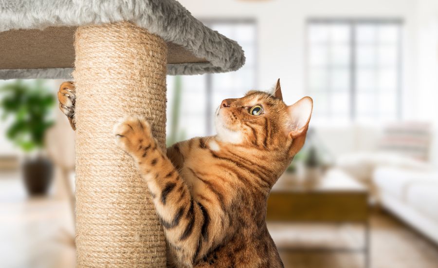 Training Cats with Routines