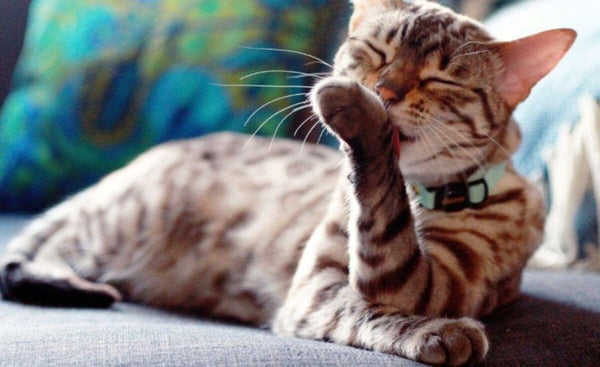 Cat Collar Training & Fitting - The Supakit Guide to Collar Bliss!