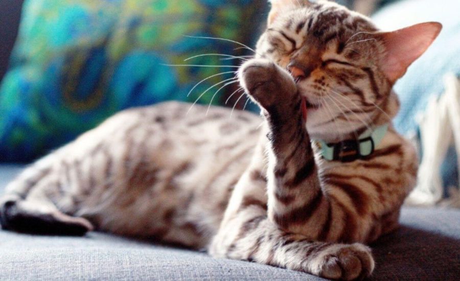 Cat Collar Training & Fitting - The Supakit Guide to Collar Bliss!