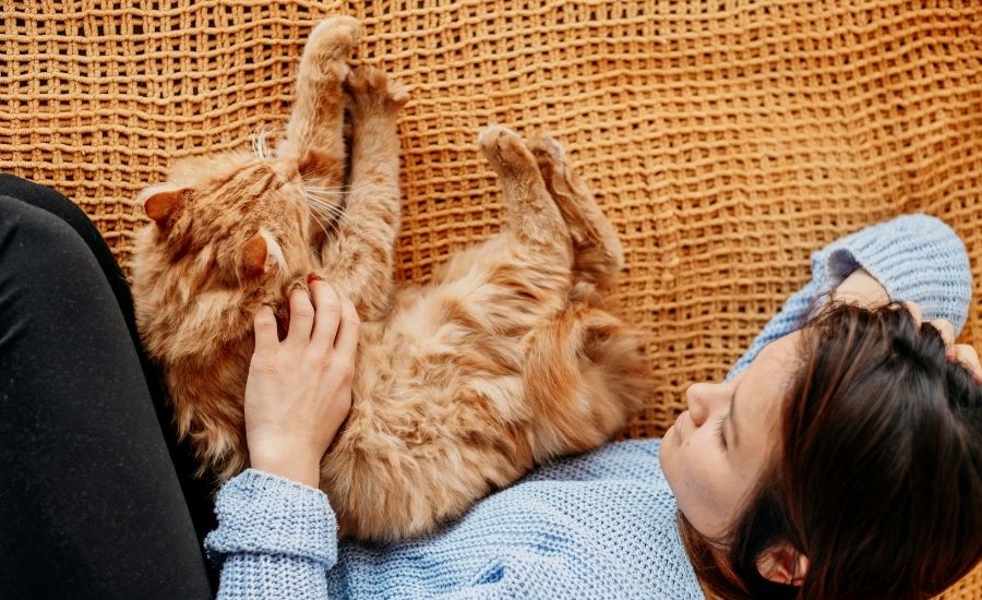 Cat first aid