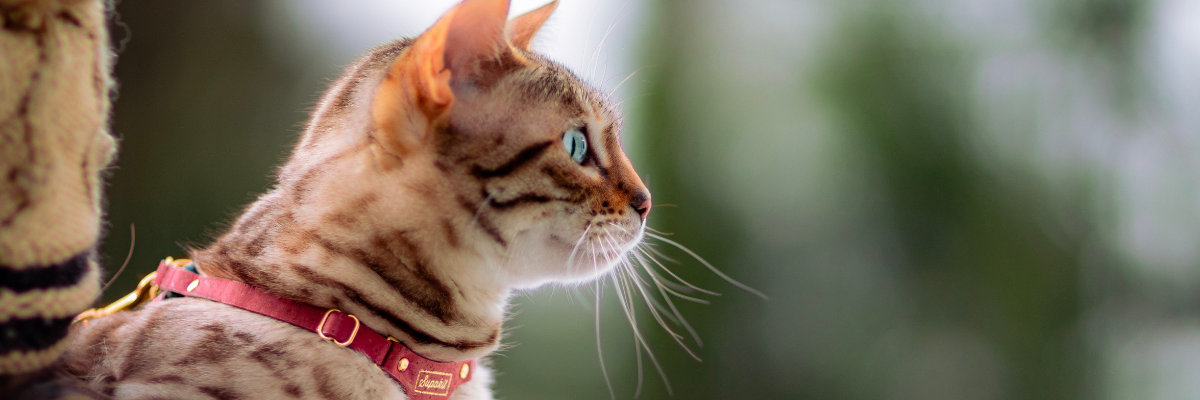 How To Keep Your Cat Happy Outside - With Tabitha Kucera