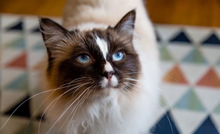 Cat super senses
