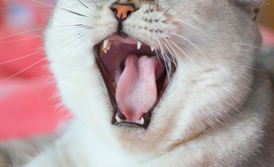 Cat Teeth - Cat Dental Health