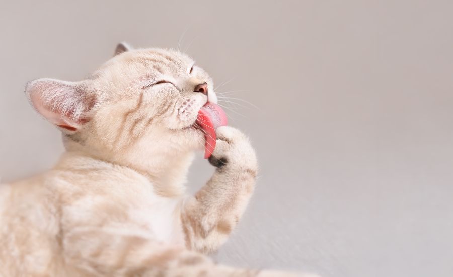 Cat tongue stuck in collar