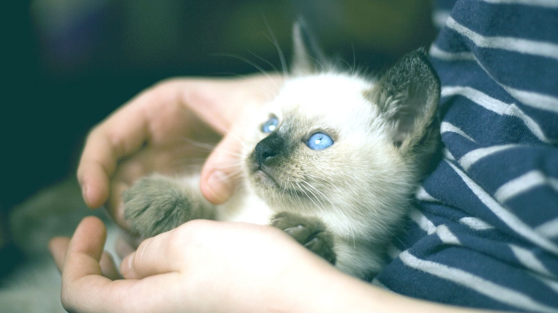 Do all cats need to wear collars?