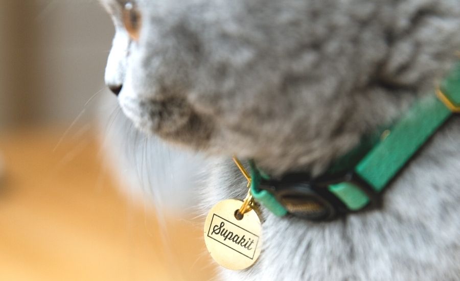 Cat wearing an ID tag