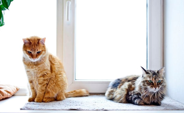 How to introduce cats