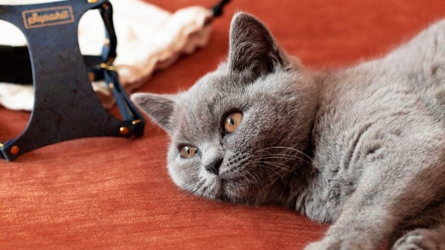 How to keep your cat calm