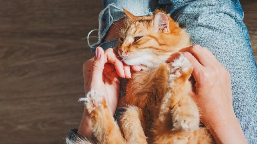 How to keep your cat happy at home 