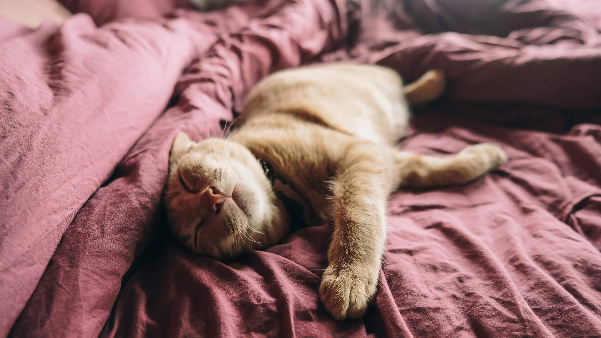 How To Stop Your Cat From Waking You Up