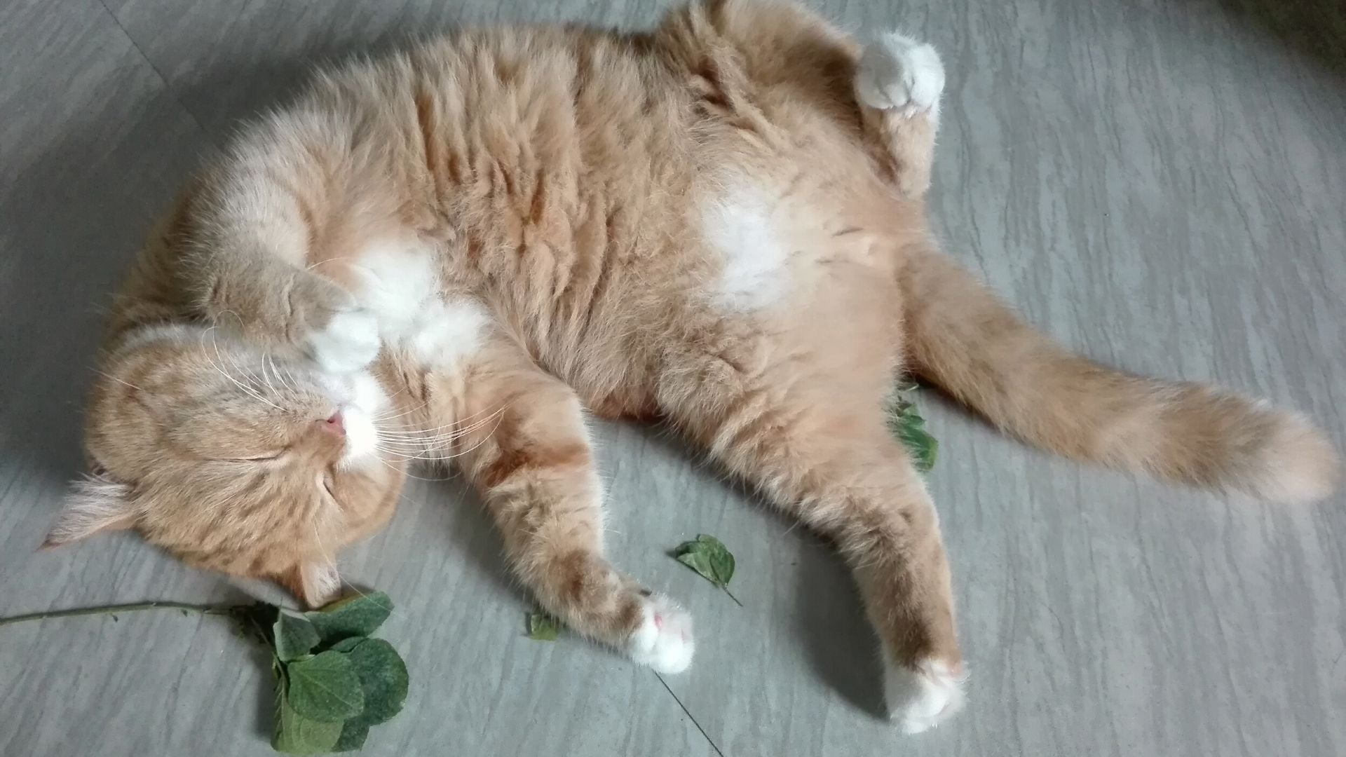 How to use catnip