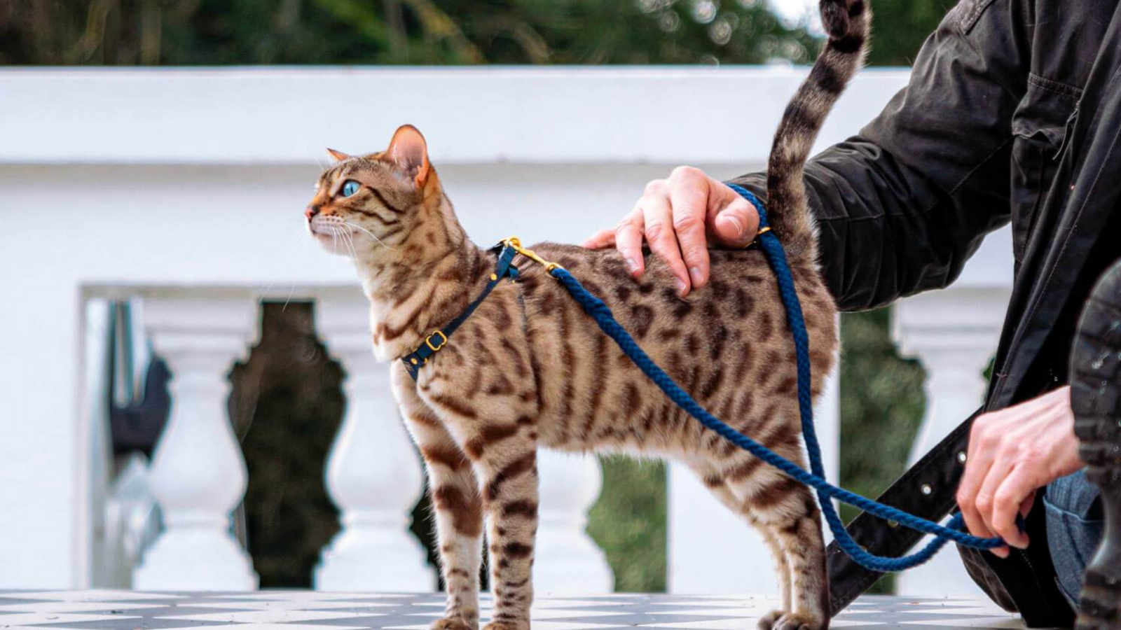 Cat Exploring for Beginners - With Hasara Lay from Catexplorer