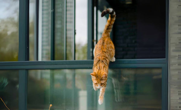 Lost Cat Awareness Day: How to Keep Your Cat Safe