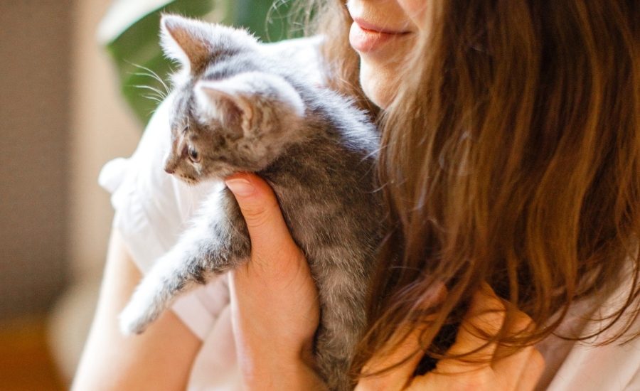 New kitten checklist - what to buy for a new kitten