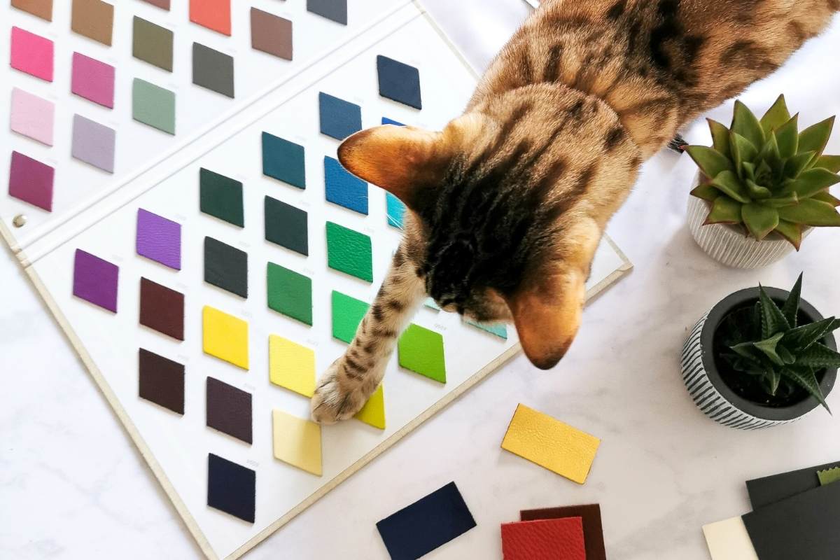 Cat interacting with a color swatch chart on a table with plants.