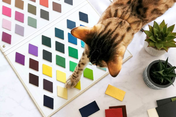 Cat interacting with a color swatch chart on a table with plants.