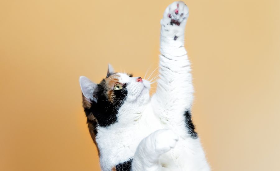 8 Fun & Interesting Facts About Cat Behaviours