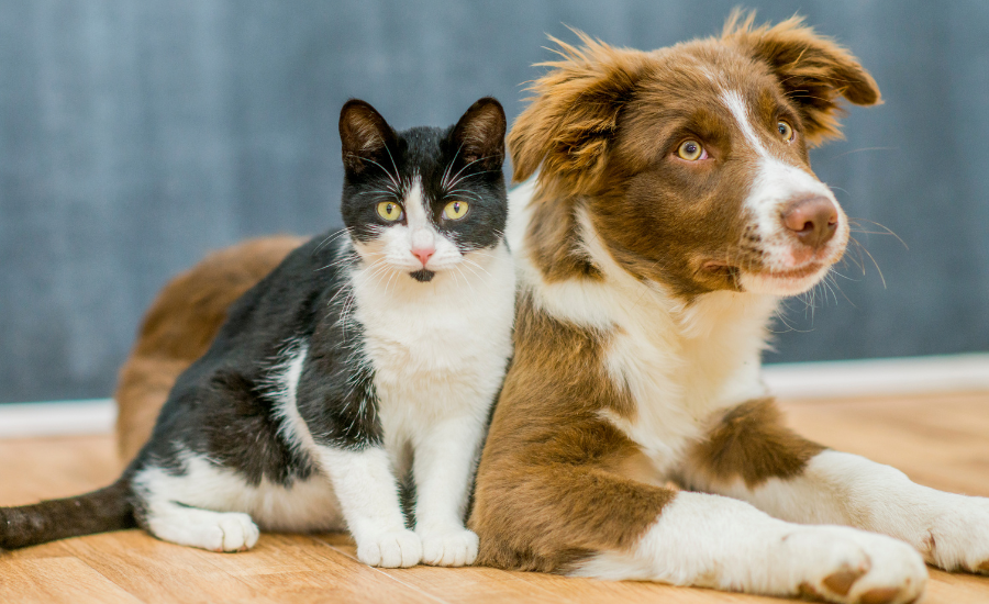 Can you train a cat (like a dog)