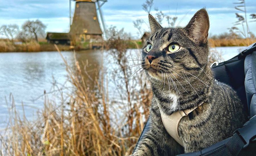 Biking With Your Cat – Community Experts