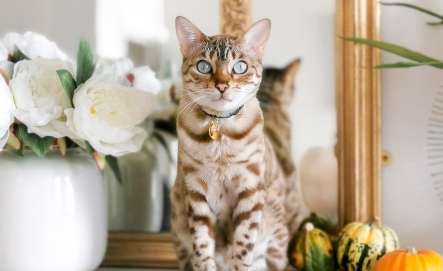 Help! My Cat Hates Their Collar - Ask A Cat Expert