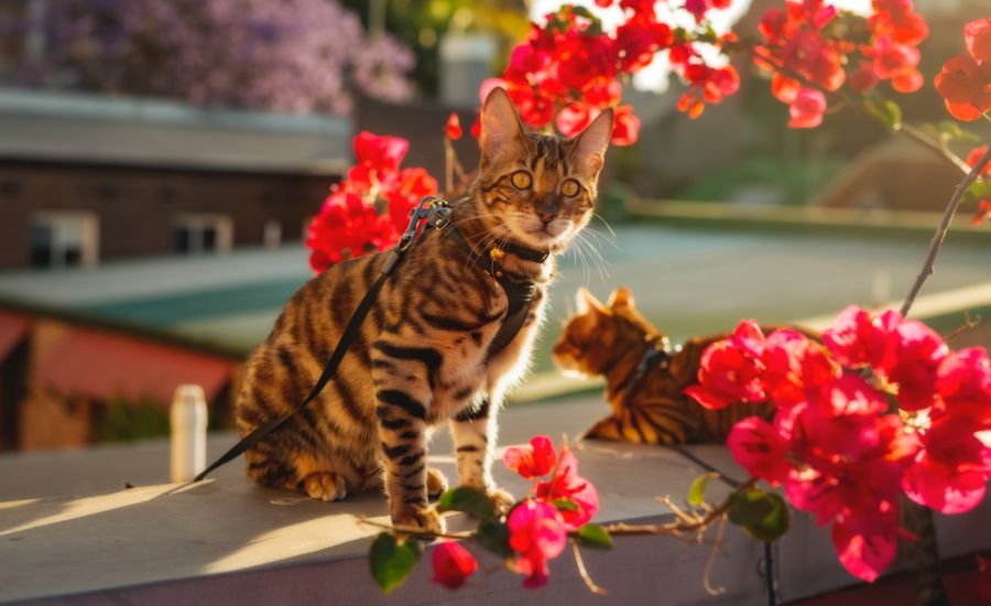 How To Leash Train A Cat: Step-by-step