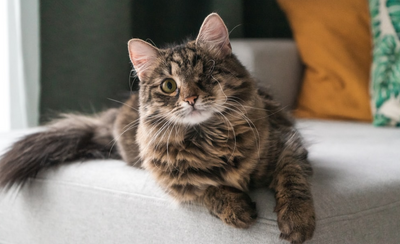 Should I Put a Collar On My Indoor Cat? The Pros and Cons