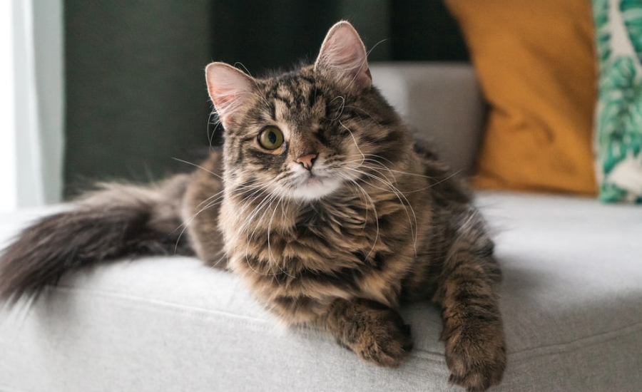 Should I Put a Collar On My Indoor Cat? The Pros and Cons