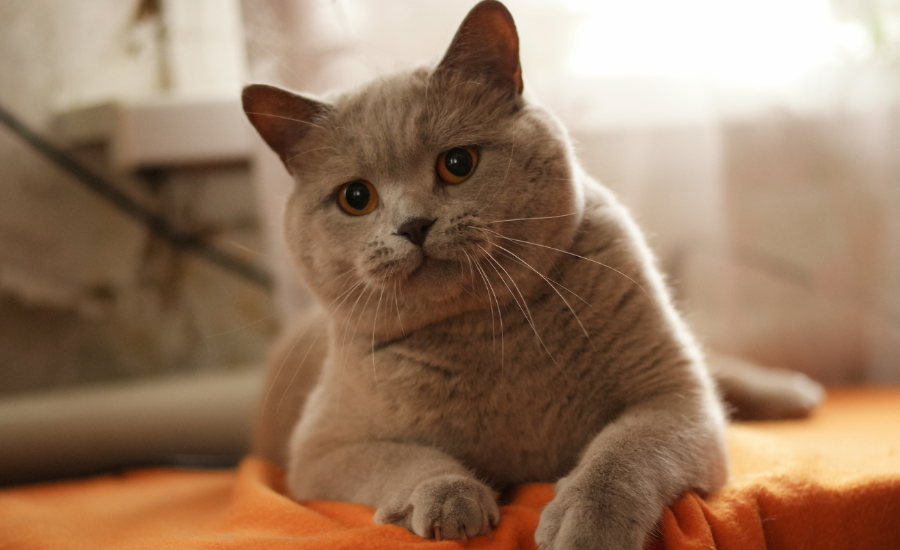 Cat collar stuck in mouth