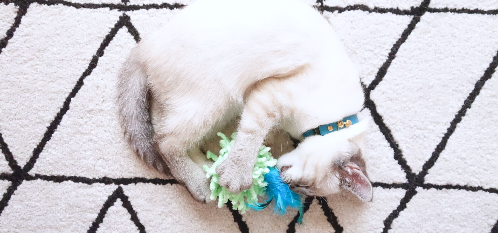 Should you put a collar on your kitten