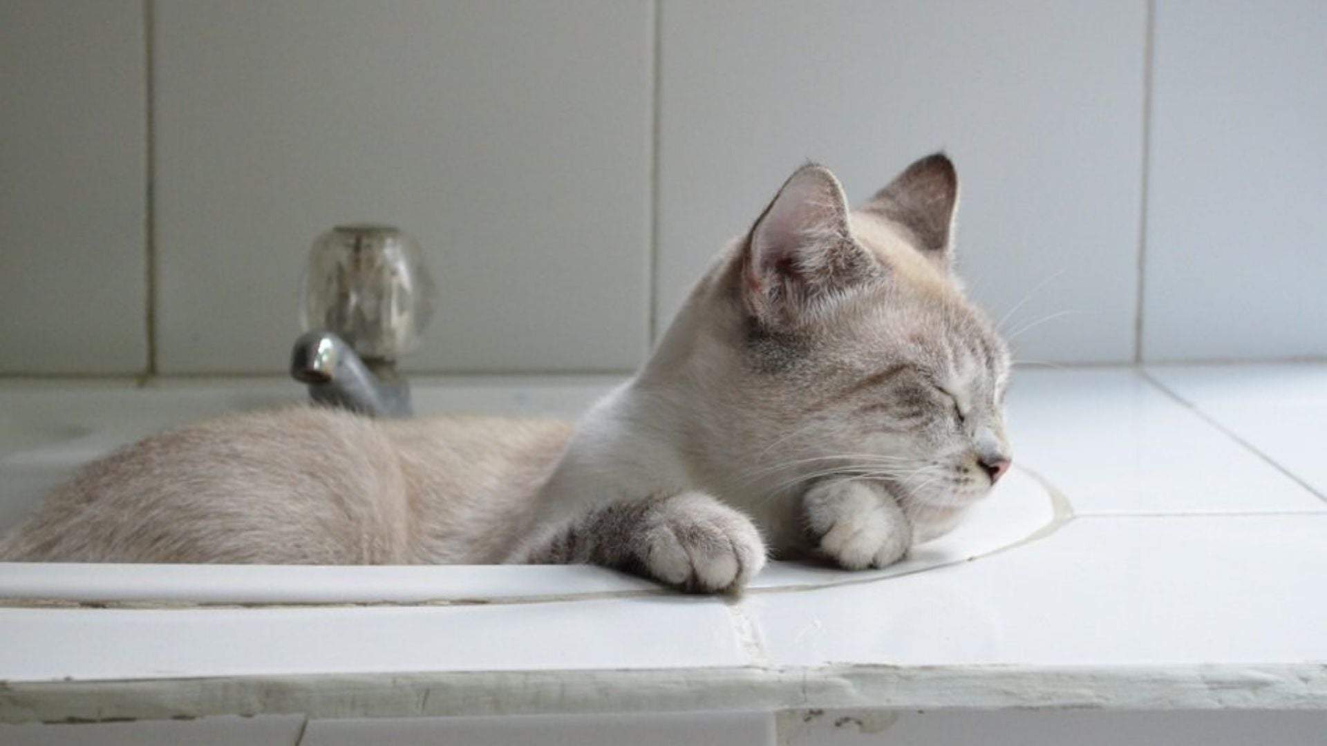 Six Strange Cat Behaviours Explained