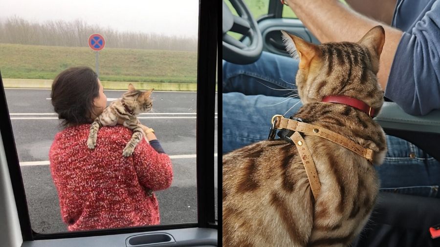 Van life with a cat