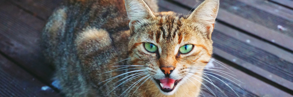 Cat Sounds: What do they mean?