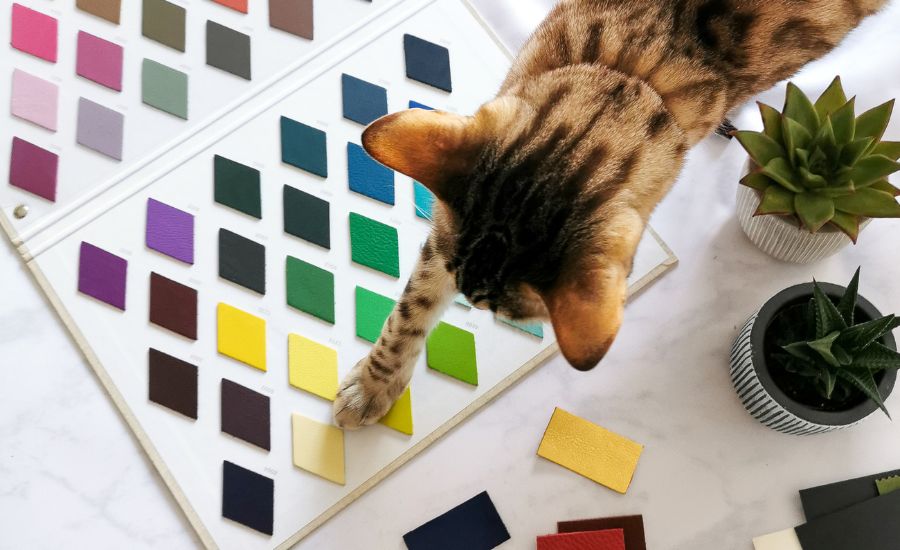 What colour collar should I get my cat?