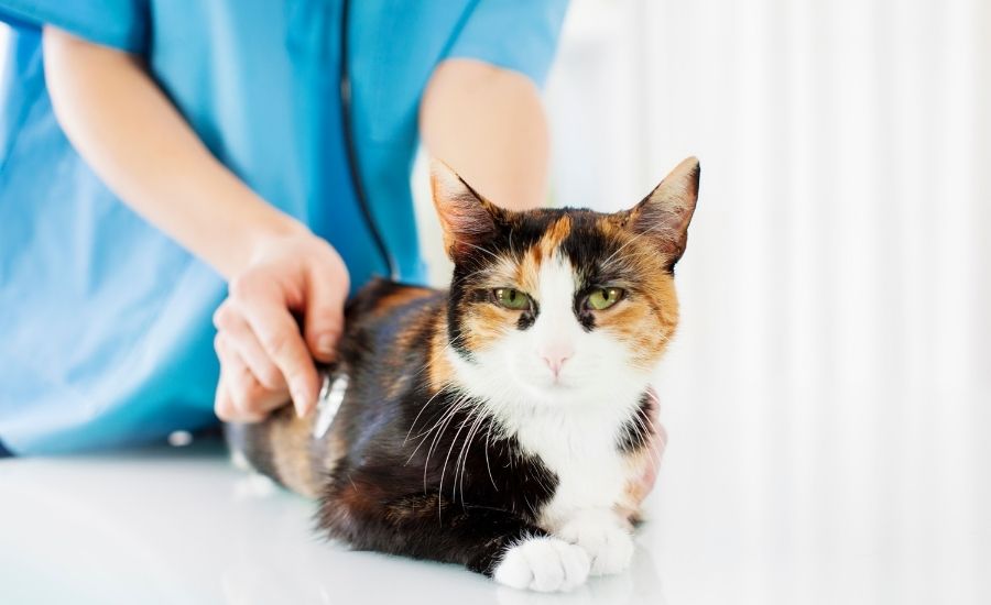 Cat vet Dr Alex Avery