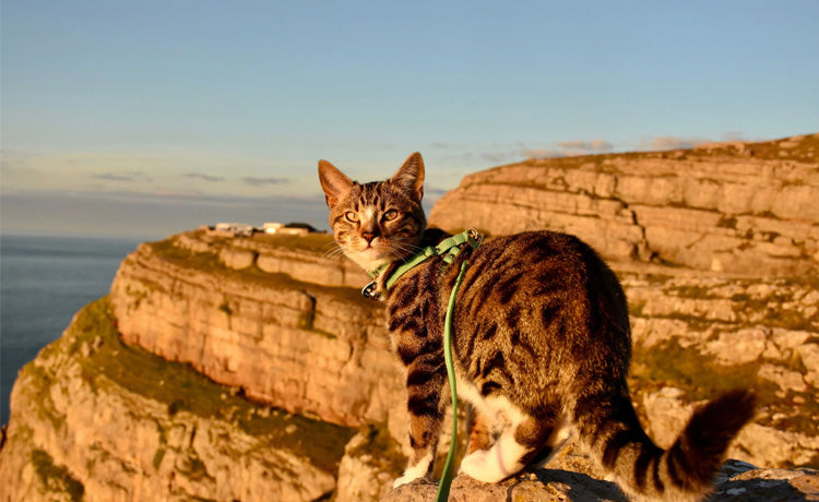 cat with harness on mountain