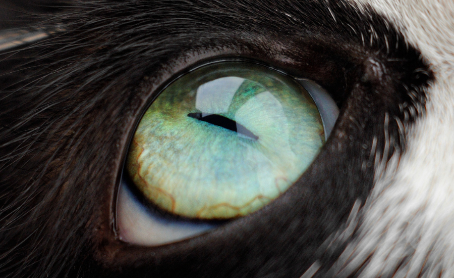 cat eyes
