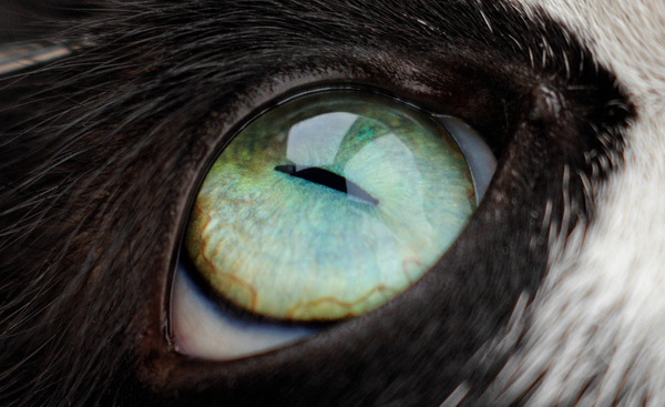 cat eyes