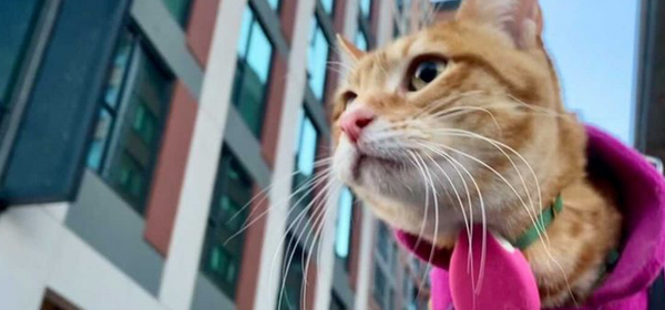 Cat trackers which is best?