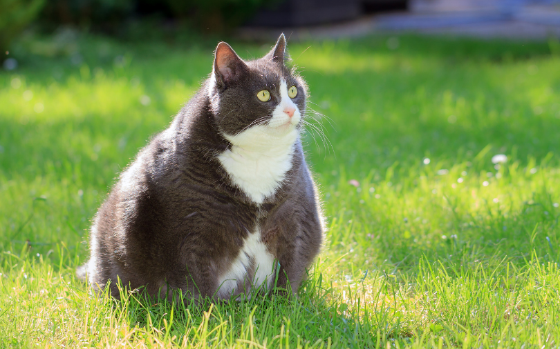 Maintaining a Healthy Weight For Your Cat