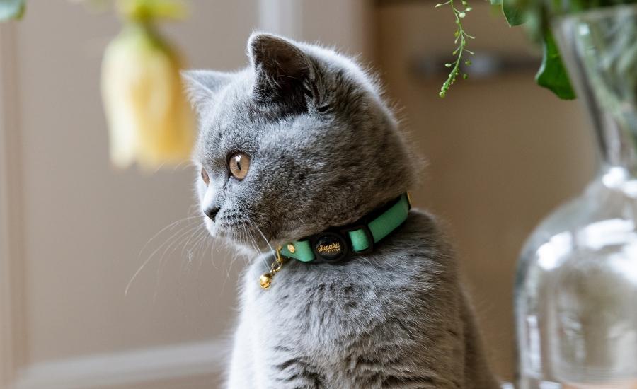 British shorthair kitten wearing Supakit Cat Collar