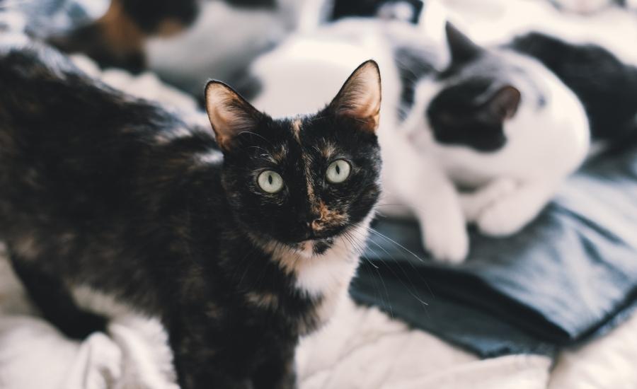Male vs Female Cats