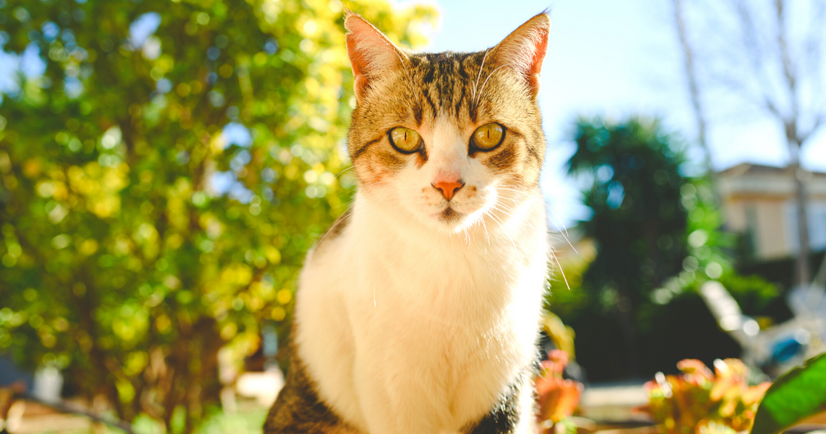 How To Care For an Old Cat – Supakit
