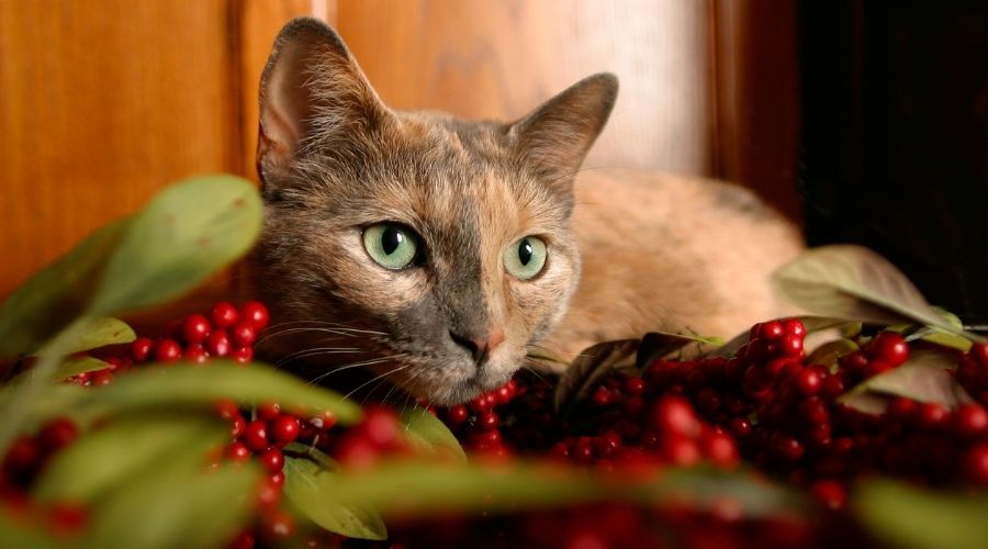 Christmas plants safe for cats